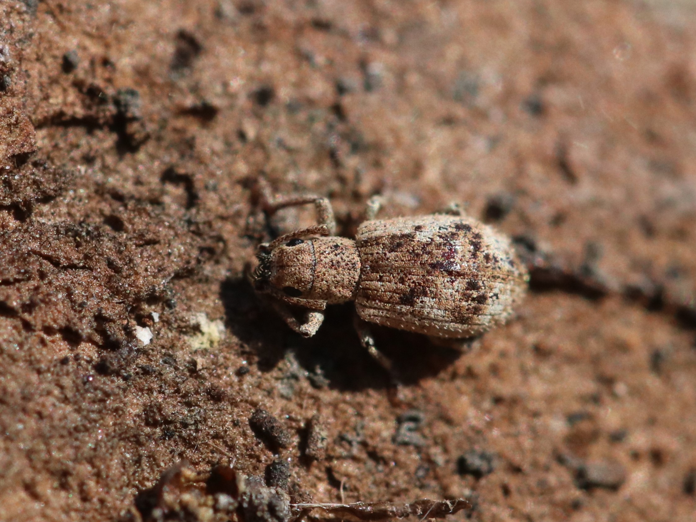 ヒレルクチブトゾウムシ4